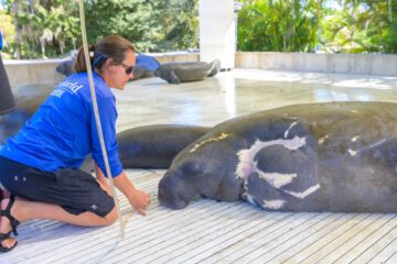 SeaWorld Orlando