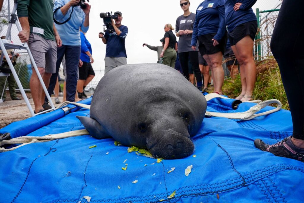Manatee Resuce