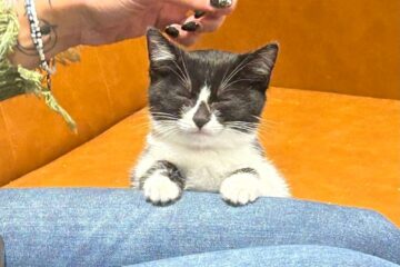 Orlando Cat cafe
