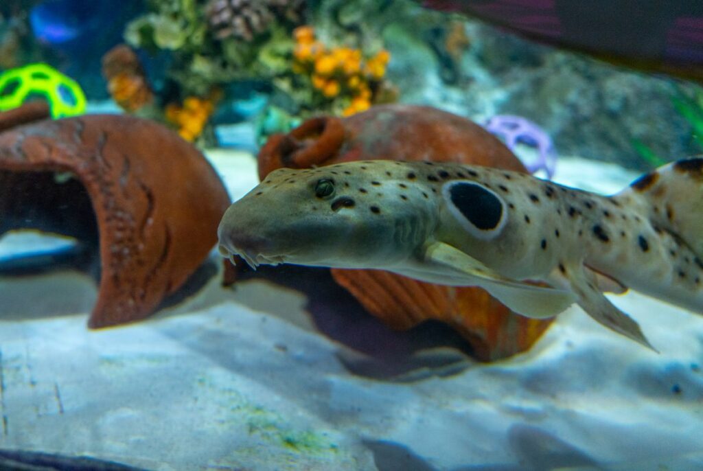 Sea Life Florida