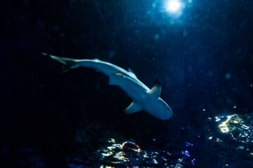 Sea Life Florida