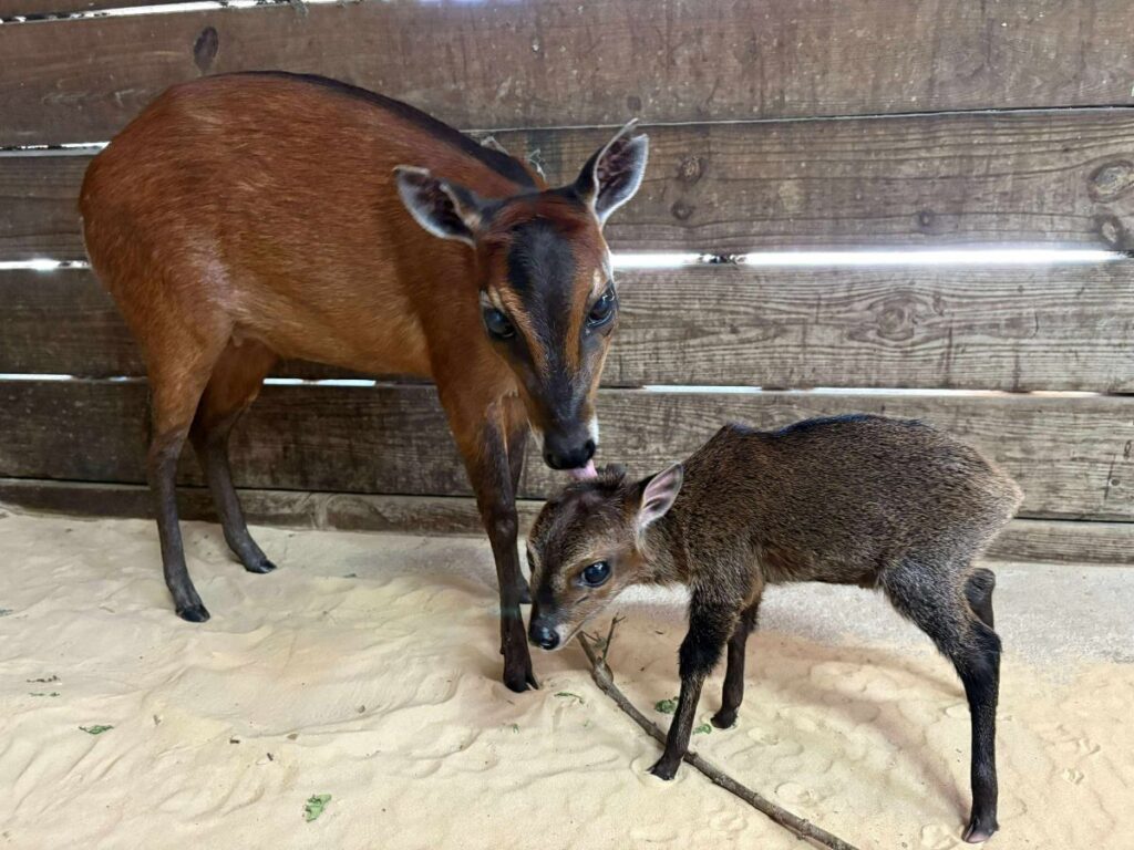 ZooTampa Baby Animala