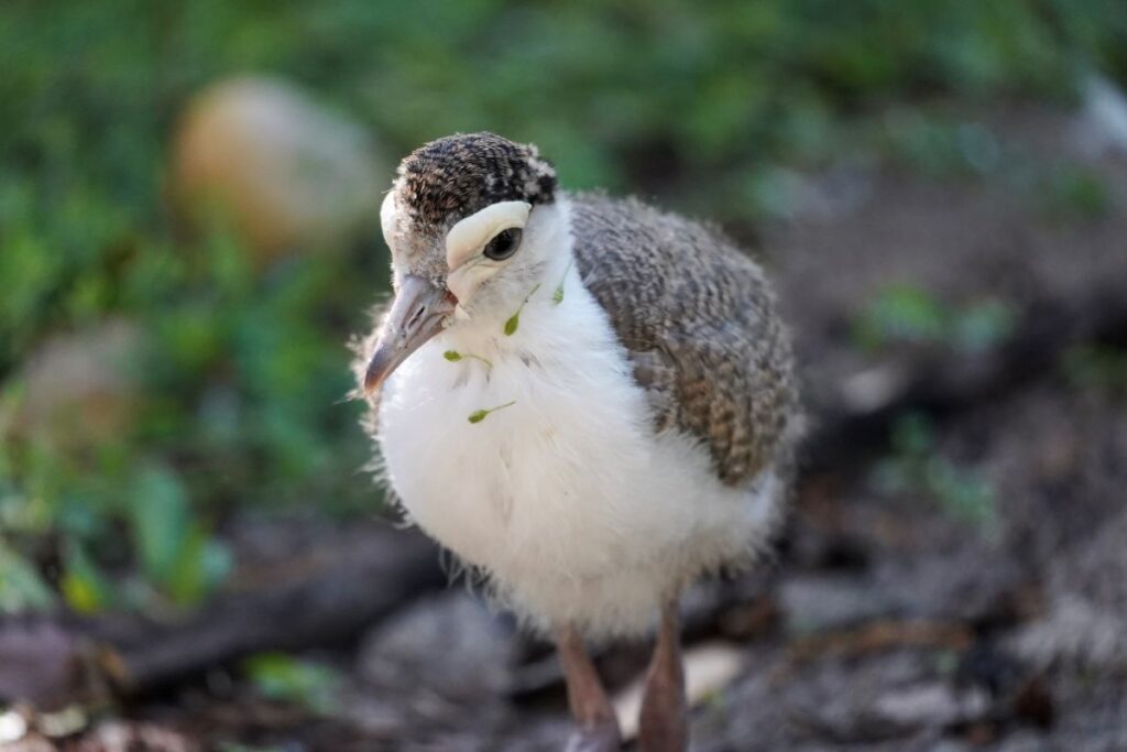 ZooTampa baby Animals