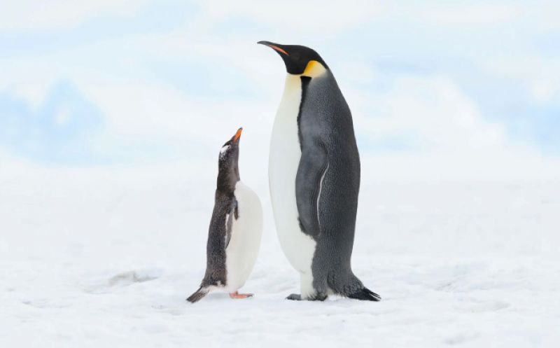 邦楽 Clippers-King penguin/Wicked babylon Tall Tails Holiday 2025 Dog Toys Emperor Penguin Squeaker Dog Toy