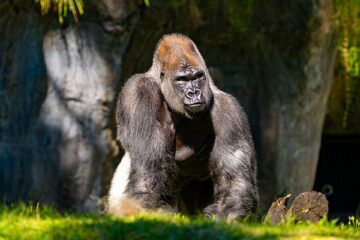New Busch Gardens Gorilla