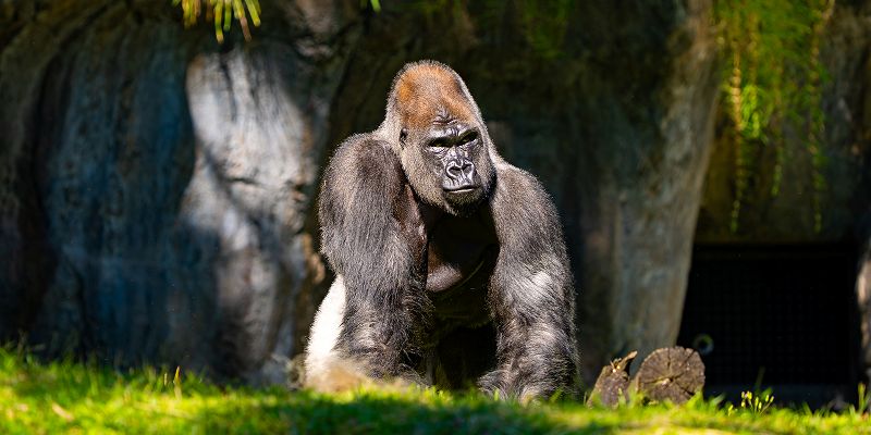 New Busch Gardens Gorilla