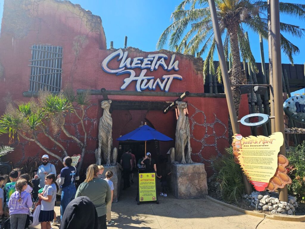 Cheetah Hunt Reopening