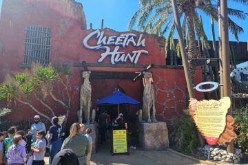 Cheetah Hunt Reopening