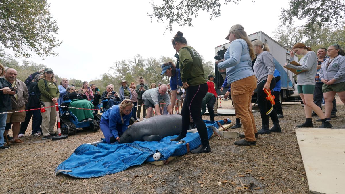SeaWorld Orlando manatee release: Three Return Home