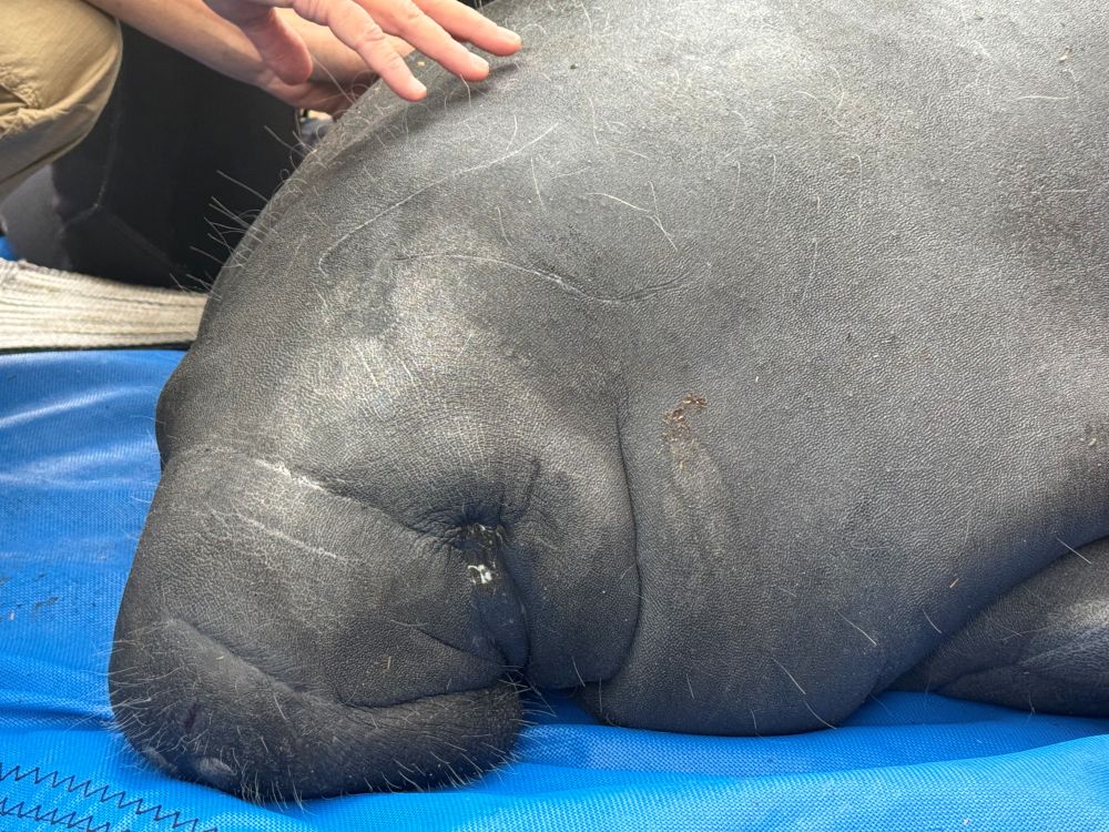 SeaWorld Orlando manatee release