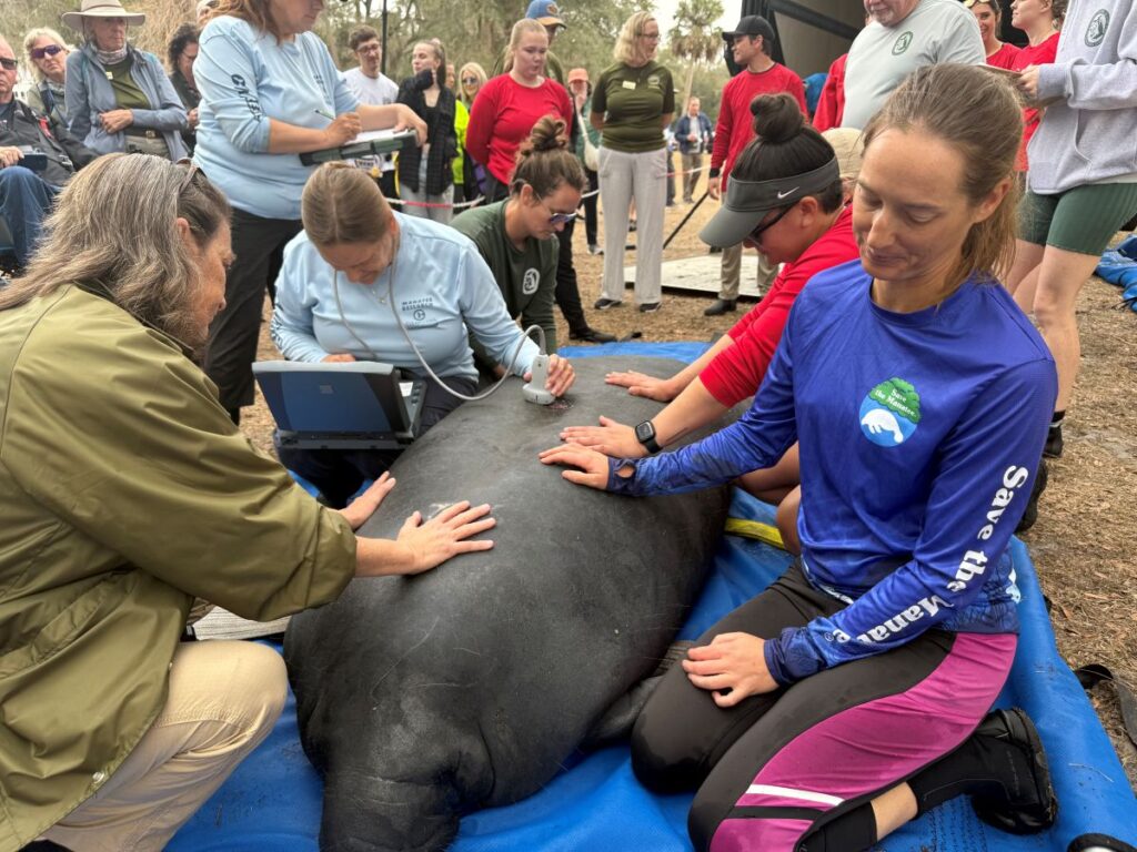 SeaWorld Orlando Manatee Release