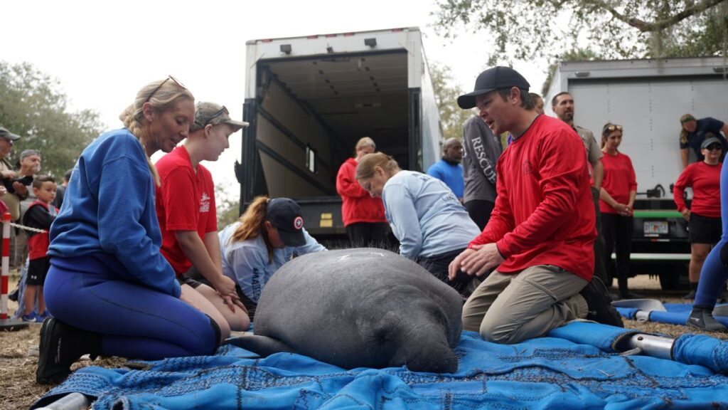 SeaWorld Orlando manatee release