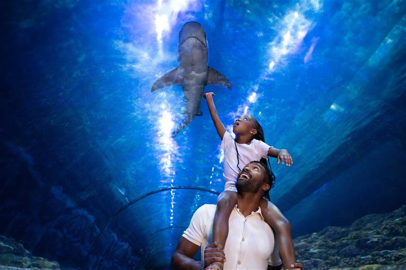 SeaWorld San Diego Shark Encounter
