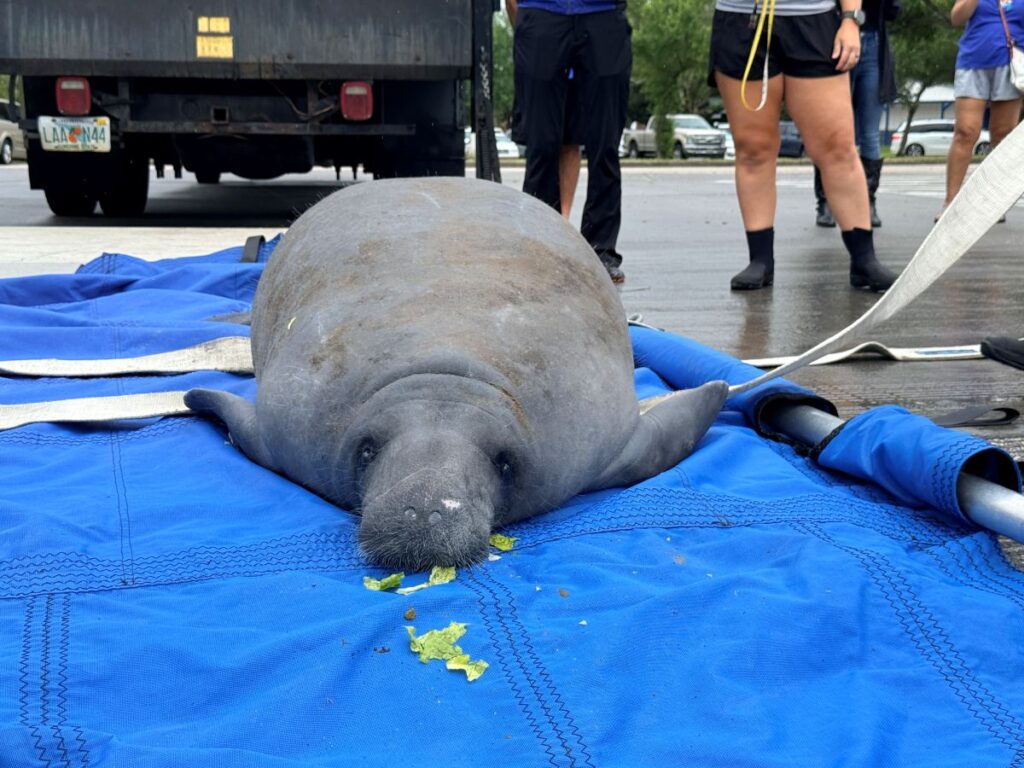 Melby the Manatee release