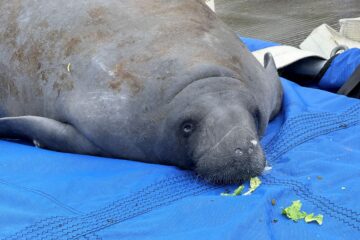 Melby the manatee release