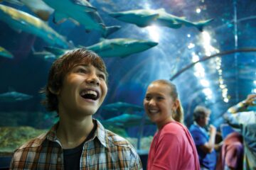SeaWorld San Diego Shark Encounter