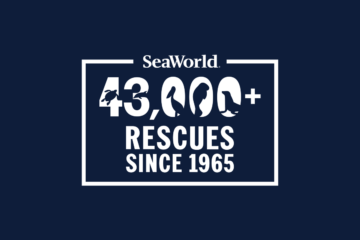 SeaWorld logo on a navy background showing "43,000+ RESCUES SINCE 1965" inside a white rectangular frame with silhouettes of sea creatures around the numbers.