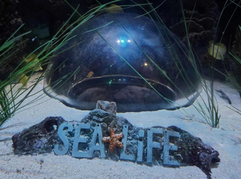 Aquarium scene with sandy foreground, rocks, a starfish, and the word SEA LIFE displayed on a rock in front