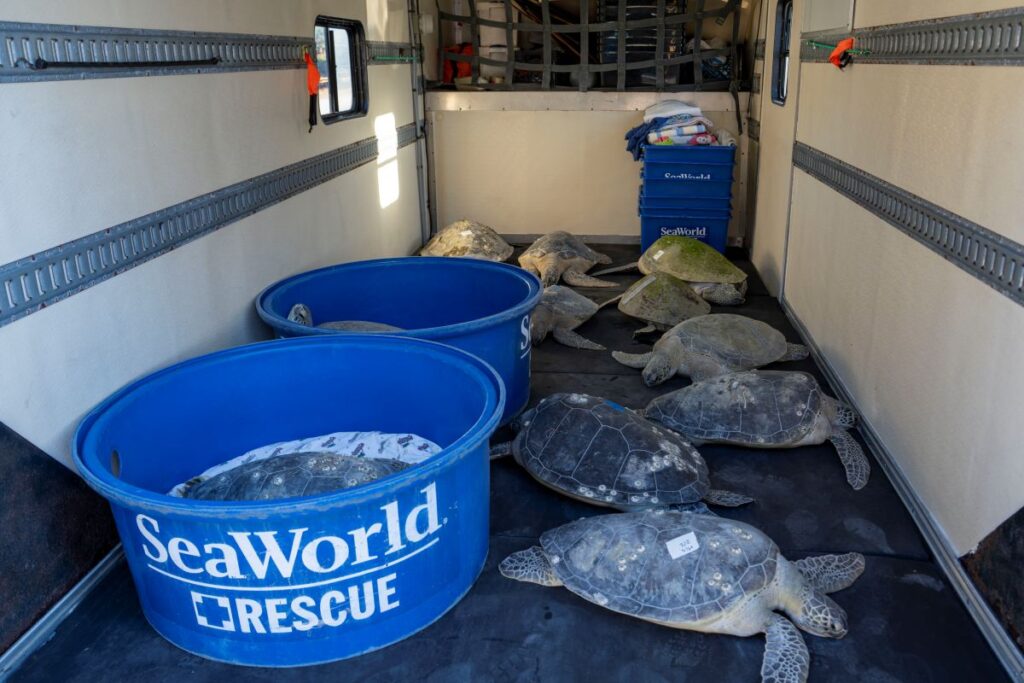 Inside a transport trailer with several sea turtles in blue SeaWorld Rescue bins and on the floor near a crate.