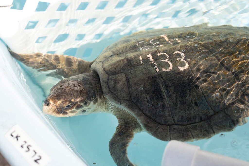 Sea turtle in a shallow pool, with the number 133 marked on its shell.