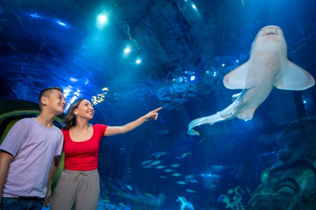 Summer of Sharks promotional photo