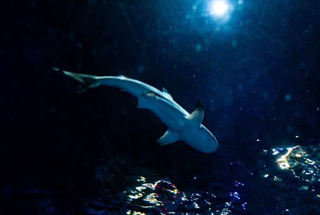 A shark swimming in the water at Sea Life Orlando