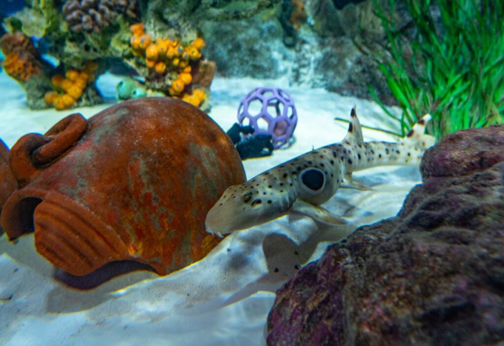 Sea Life Florida photo showing a shark swimming