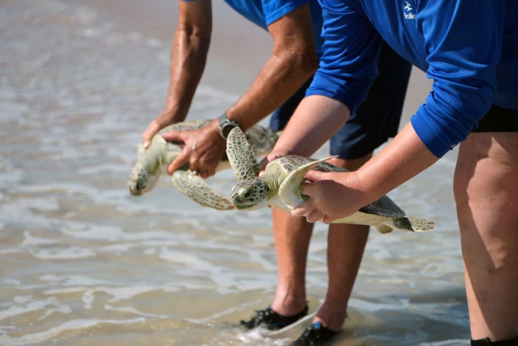 Sea Turtle Rescue by SeaWorld Orlando ambassadors