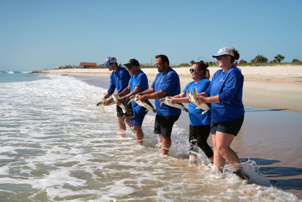 Group of conservation specialists in blue shirts holding green sea turtles in breaking ocean waves during a beach release.