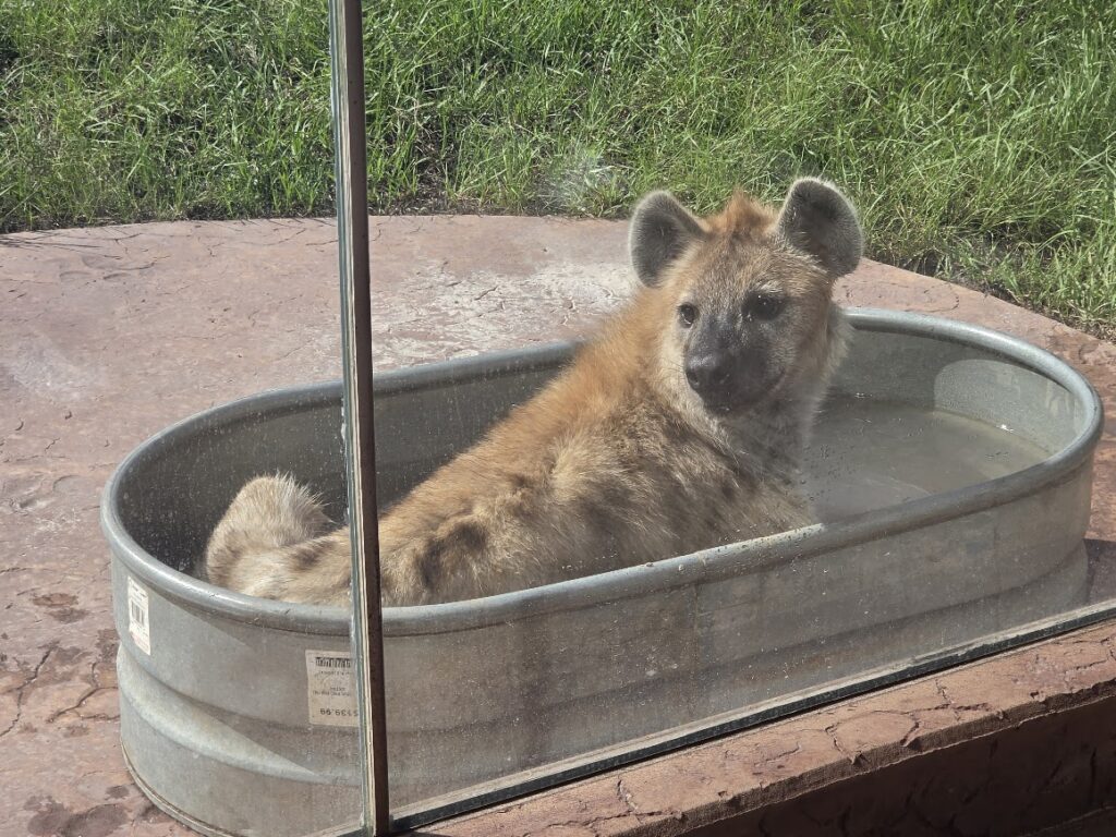 Hyena is sitting in a tub of water, looking cute