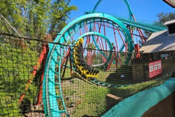 A yellow and black coaster train maneuvers through the teal steel track of Kumba's signature corkscrew elements at Busch Gardens Tampa Bay before Kumba closing.