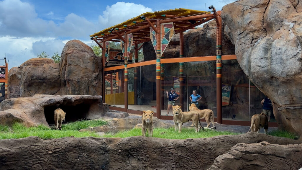 Lion & Hyena Ridge Photo from Busch Gardens Tampa Bay