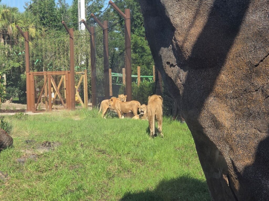Lions enjoying their new habitat