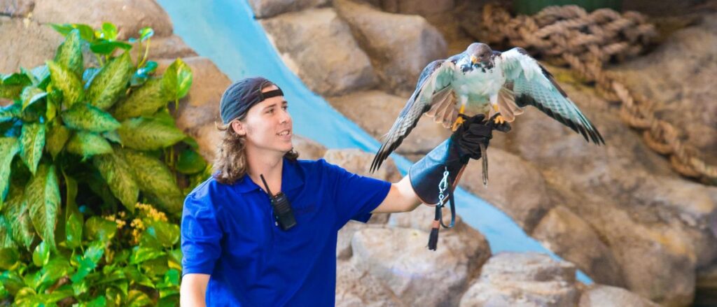 A handler in a blue polo shirt and cap holds a hawk with spread wings on his gloved arm, standing before a rocky, plant-filled indoor enclosure.