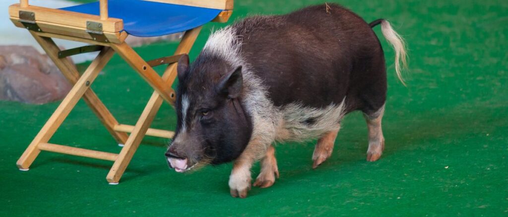 A small pig with black and white fur walks across a green floor next to a wooden director's chair with a blue seat in an indoor setting.
