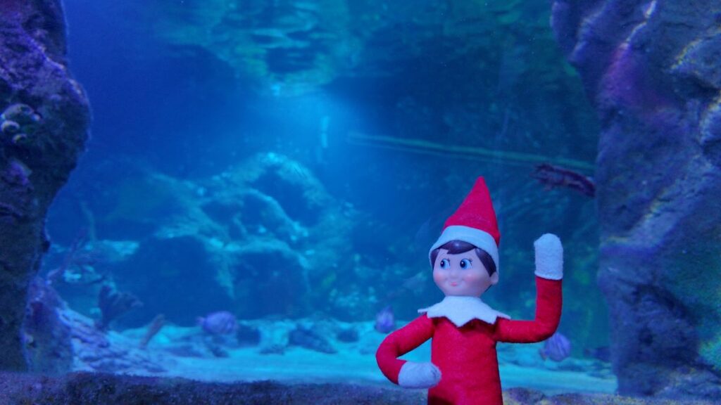 Elf on the Shelf at Sea Life Orlando as a part of the Sea Star Search