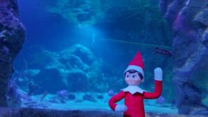 Elf on the Shelf at Sea Life Orlando as a part of the Sea Star Search