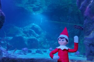 Elf on the Shelf at Sea Life Orlando as a part of the Sea Star Search