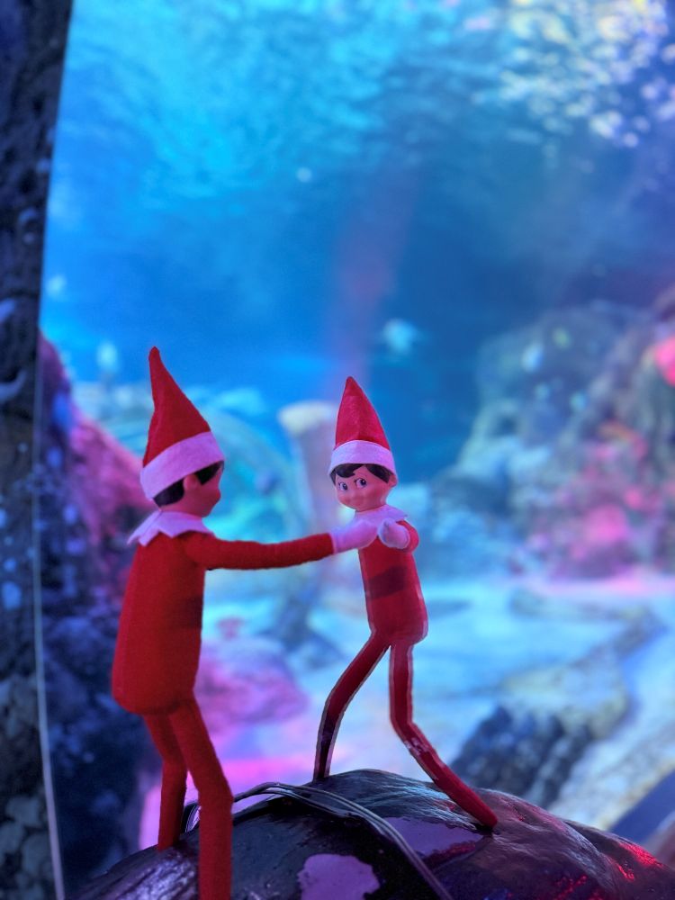 Elf on the Shelf in playful pose at Sea Life Orlando