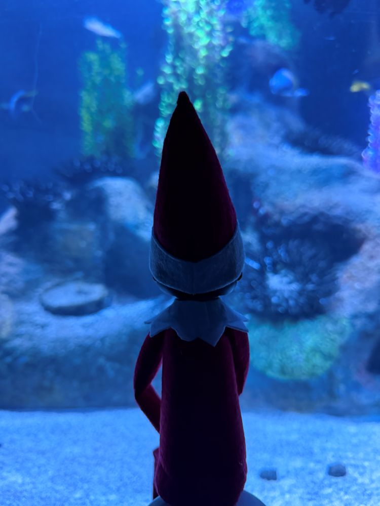Elf on the Shelf in the shadows at Sea Life Orlando