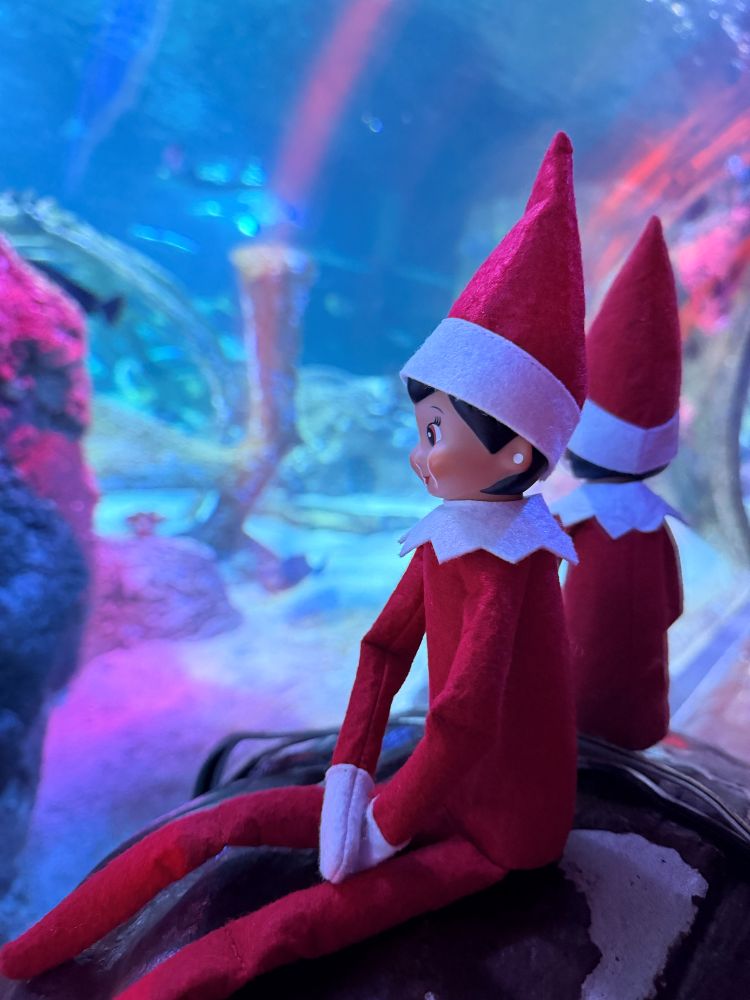 Elf on the Shelf at Sea Life Orlando Aquarium